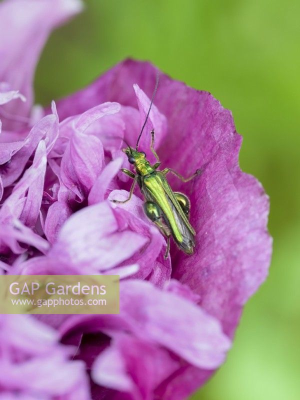 Oedemera nobilis - Thick-legged flower beetle - Male on poppy flower