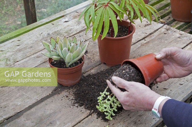 Repotting houseplants. Kalanchoe tomentosa, Begonia luxuriens and Pelargonium 