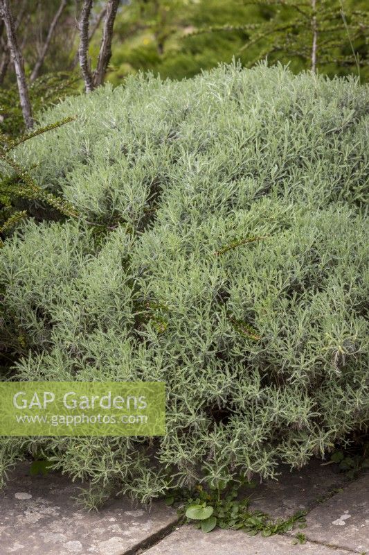 Santolina neapolitana AGM - Rosemary-leaved lavender cotton