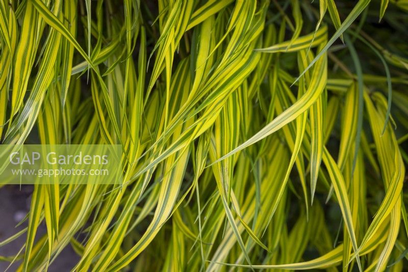 Hakonechloa macra 'Aureola' AGM - Golden Japanese forest grass