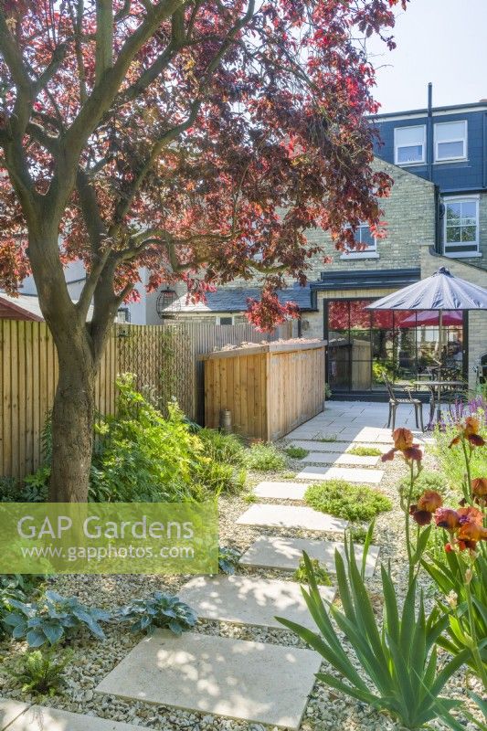 Small contemporary town garden in summer with stepping stones, stone chippings, a wide variety of plants incuding Iris 'Natchez Trace' and a mature Prunus cerasifera 'Nigra' providing dappled shade. June