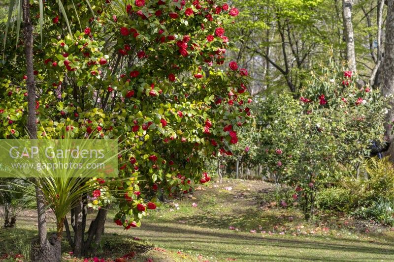 Spring park scene with the bushes of flowering Camellias. 
Parco delle Camelie, Camellia Park, Locarno, Switzerland
