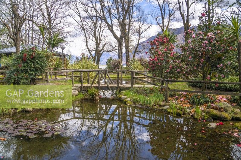 Spring park scene with a wooden bridge and water feature of ponds and streams among bushes of flowering Camellia and large old trees at the shore of Maggiore lake. 
Parco delle Camelie, Camellia Park, Locarno, Switzerland
