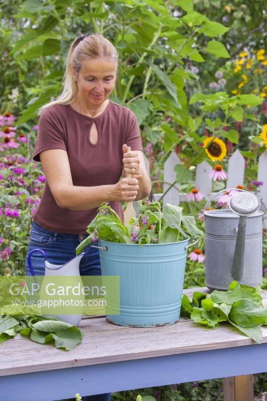 Making comfrey plant feed. Stirring mixture of water and comfrey - Symphytum officinale a bucket to make a  fertilizer.