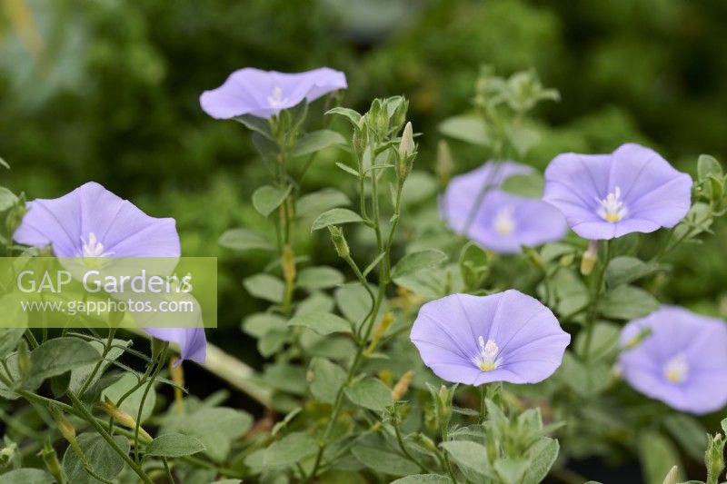 Convolvulus sabatius