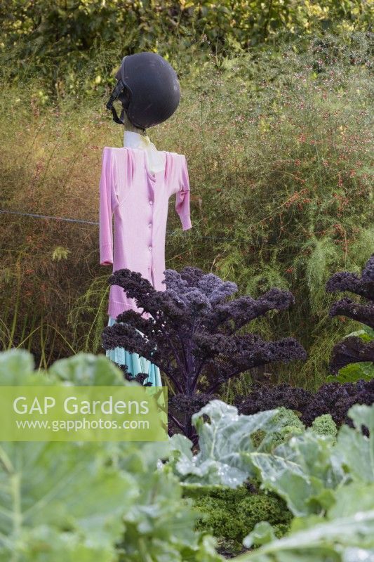 Scarecrow in a vegetable garden in October full of Kale 'Redbor' and asparagus