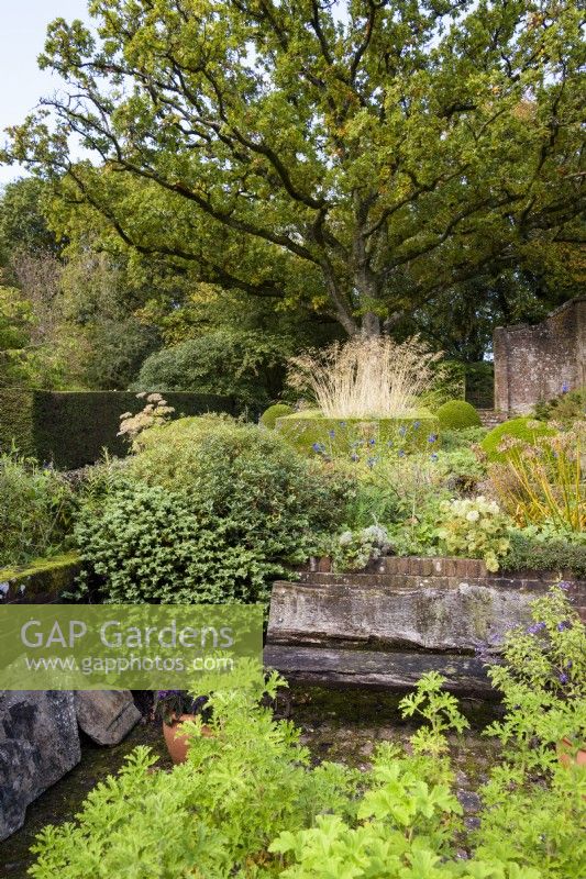 Formal country garden with clipped hedges and an old oak tree in October