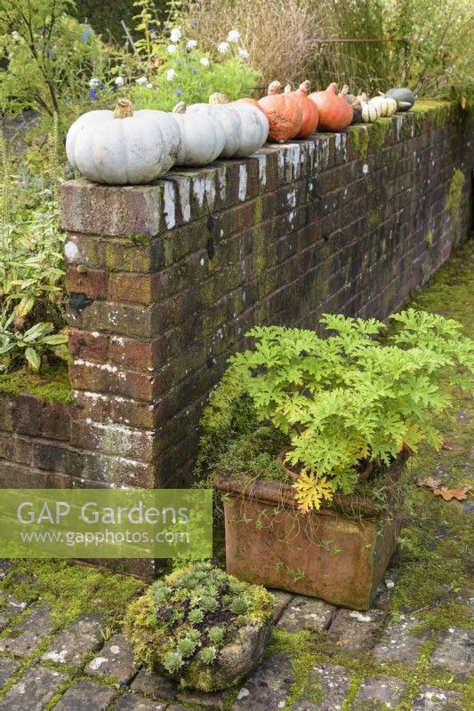 Winter squashes drying on a brick wall above containers in a country garden in October