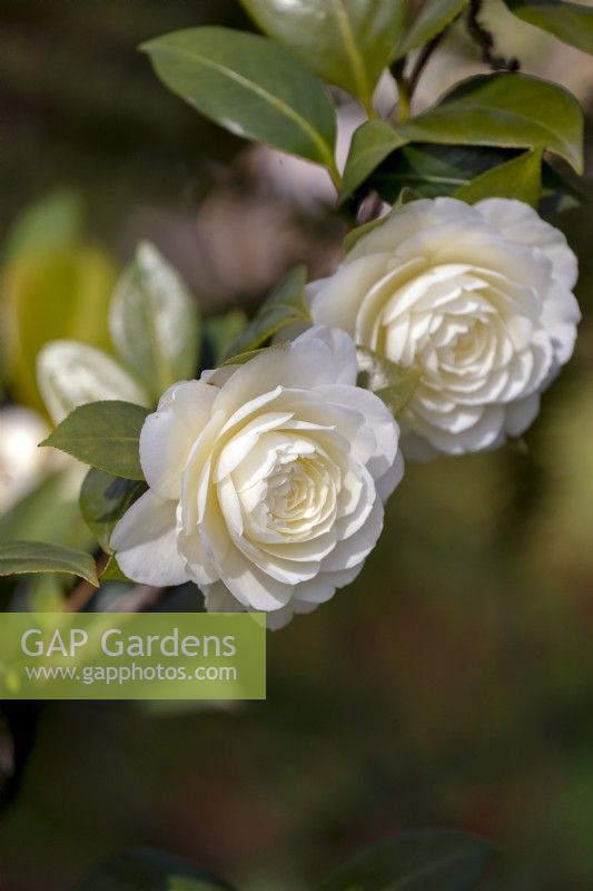 Camellia japonica 'Dahlonega' - syn 'Golden Anniversary'.
Parco delle Camelie, Camellia Park, Locarno, Switzerland