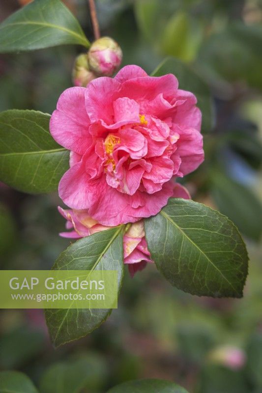 Camellia japonica 'Preston Rose'.
Parco delle Camelie, Camellia Park, Locarno, Switzerland