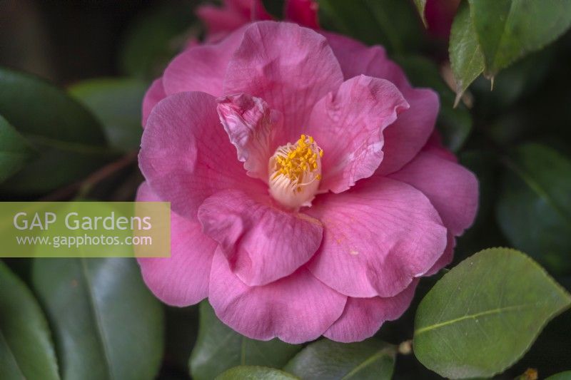 Camellia 'High Wide And Handsome'.
Parco delle Camelie, Camellia Park, Locarno, Switzerland