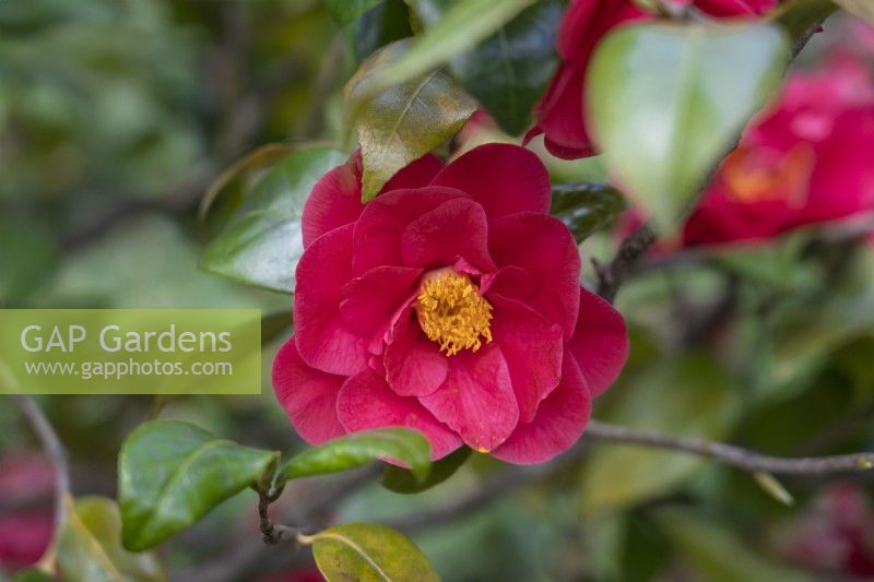 Camellia japonica 'Jean-Jacques Audubon'.
Parco delle Camelie, Camellia Park, Locarno, Switzerland