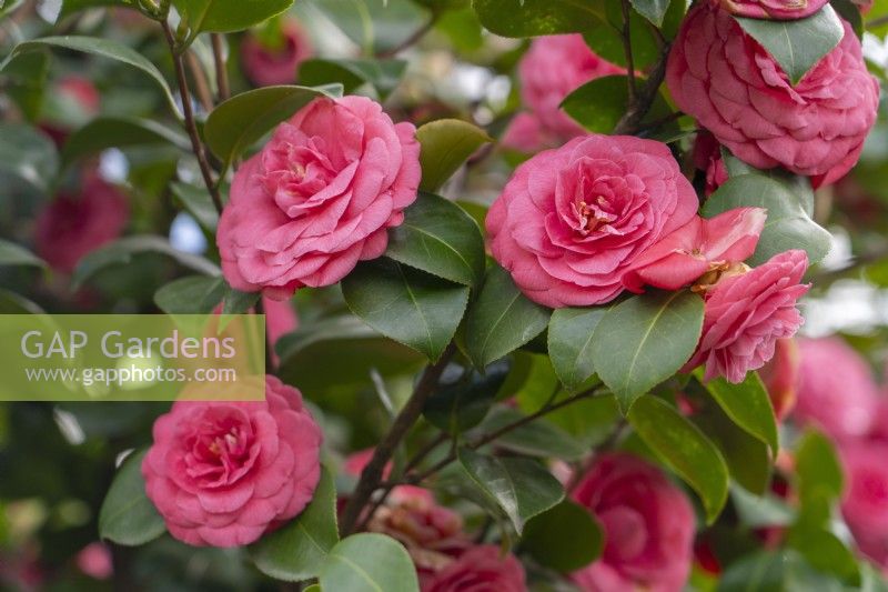 Camellia japonica 'Rosendale's Beauty'.
Parco delle Camelie, Camellia Park, Locarno, Switzerland