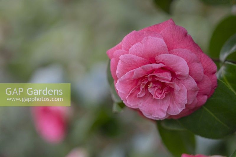 Camellia japonica 'Rosendale's Beauty'.
Parco delle Camelie, Camellia Park, Locarno, Switzerland