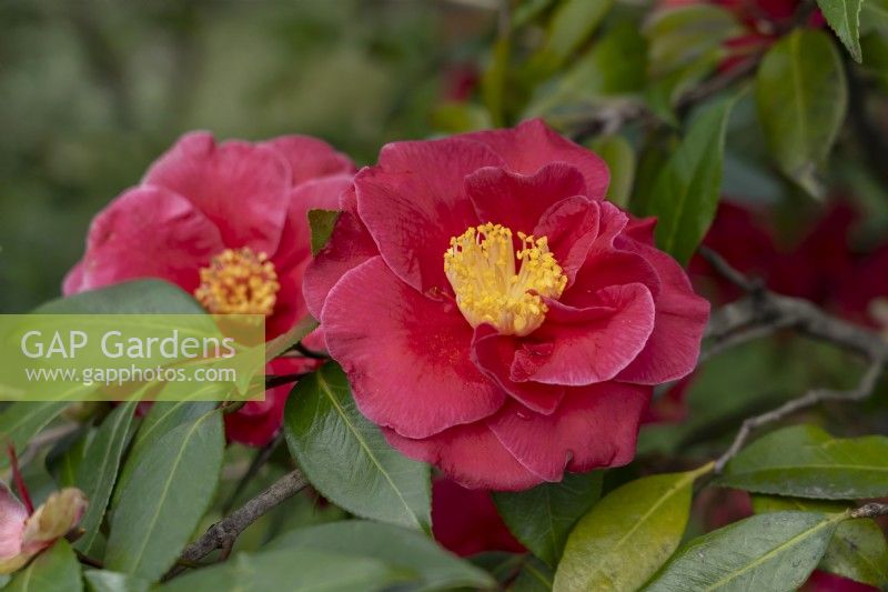 Camellia japonica 'Guilio Nuccio'.
Parco delle Camelie, Camellia Park, Locarno, Switzerland