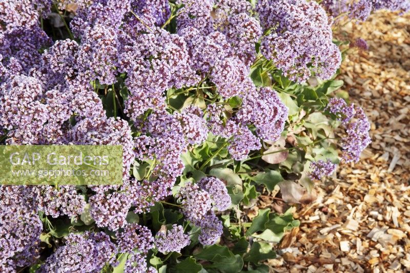 Limonium Perezii - Sea Lavender - November