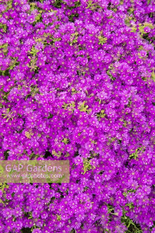 Lampranthus amoenus - Showy Lampranthus - October