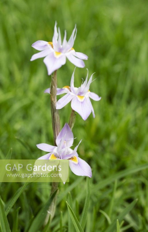 Moraea ciliata - Iris - October 