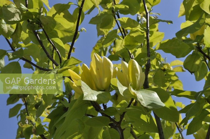 Yellow flowers of Magnolia brooklynensis Yellow Bird. May