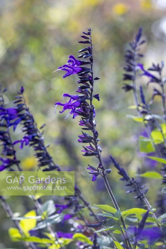 Salvia 'Amistad'