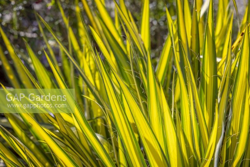 Yucca filamentosa 'Golden Sword' AGM - Needle palm