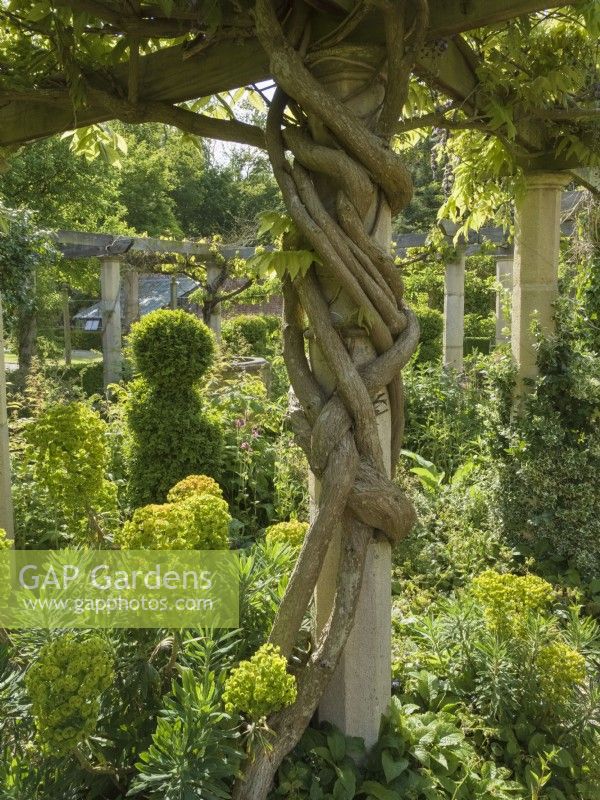 Wisteria branches twined around stone pillar