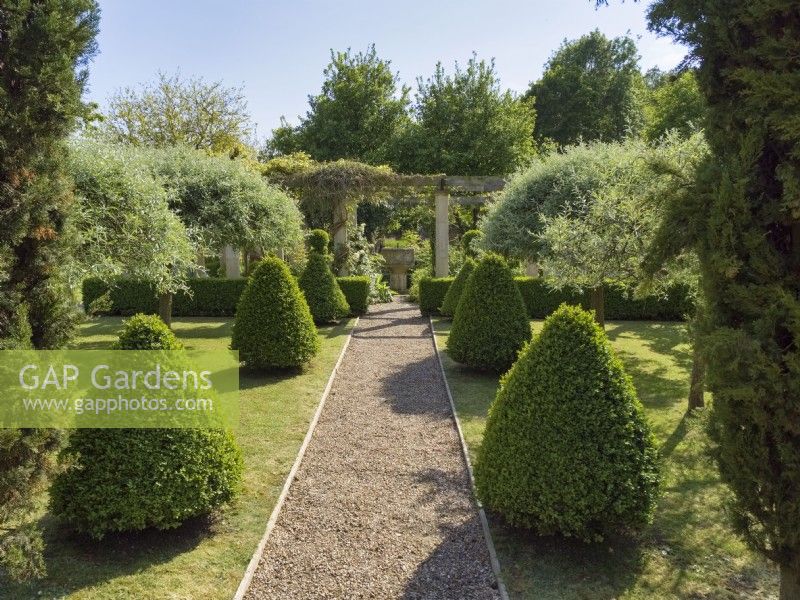 Shingle pathway lined with Buxus cones and Pyrus salicifolia 'Pendula' - Weeping Ornamental Pear Tree