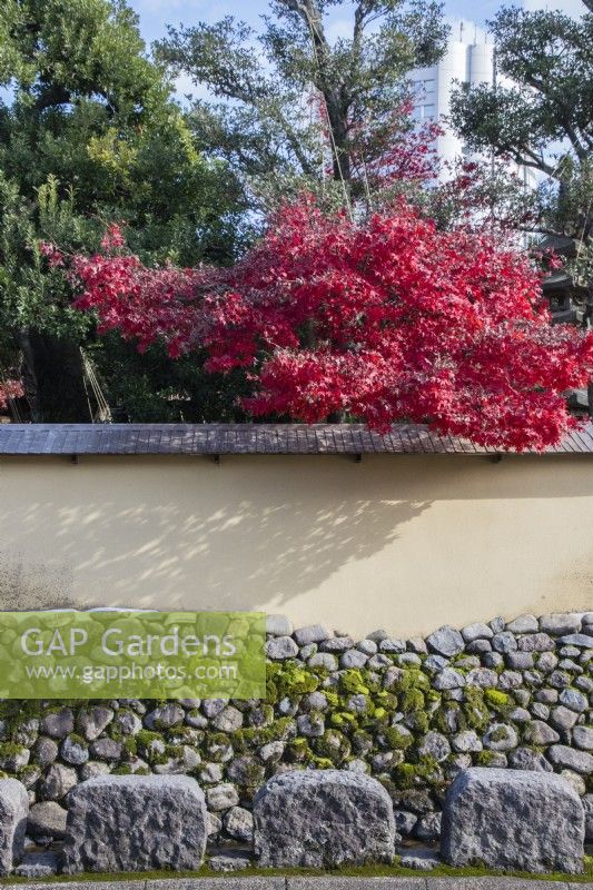 Garden wall viewed from outside the garden. Acer in autumn colour behind wall. 