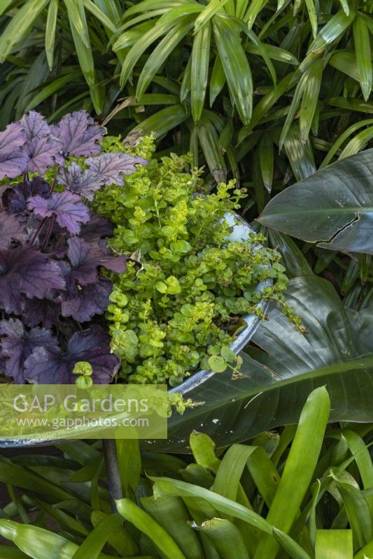 Round pot on metal stand planted with purple leaved Heuchera and Creeping Jenny.