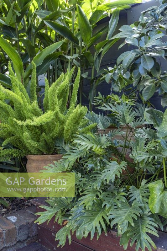 Corner detail of a shady sub-tropical garden featuring, a potted Foxtail fern, Heliconia and Philodendron, Xanadu.