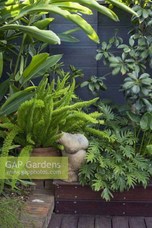 Corner detail of a shady sub-tropical garden featuring, a potted Foxtail fern, Heliconia and Philodendron, Xanadu. and a ceramic sculpture of a naked woman.