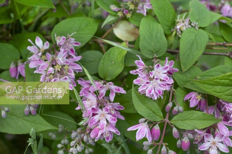 Deutzia 'Strawberry Fields', June