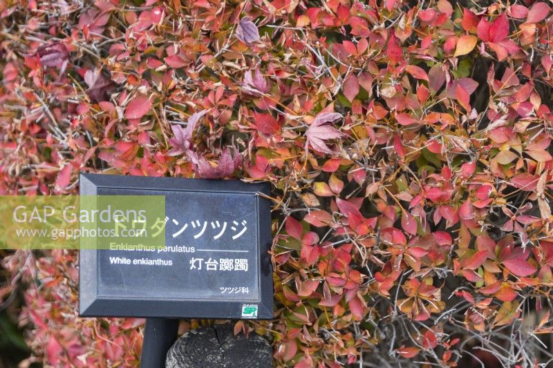 Shrub of Enkianthus perulatus in autumn colour with plant label in Japanese and English. 