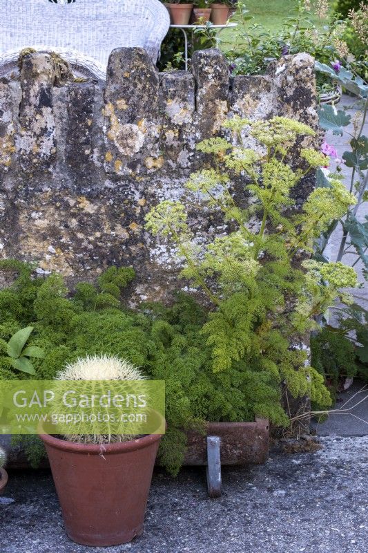 Ligusticum lucidum with a barrel cactus in pot in front