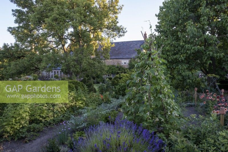 White flowered runner, bean trained over bamboo, wigwam, lavender, fruit, bushes, and Dahlia 'Totally Tangerine' in vegetable patch