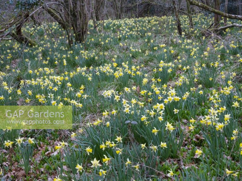 Narcissus pseudonarcissus, Wild Daffodils in woodland. March