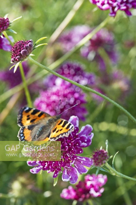 Small tortoiseshell - Aglais urticae butterfly feeding on Scabiosa atropurpurea 'Beaujolais Bonnets' flowers