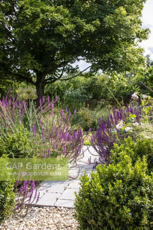 Salvias spill over gravel and paved path between two summer borders.