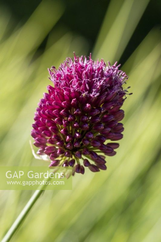 Allium sphaerocephalon