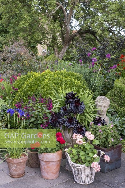 Container collection of Aeoniums, Geraniums, Agapanthus and Salvia in courtyard garden, backed by Box topiary hedging