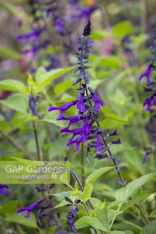 Salvia 'Amistad' AGM