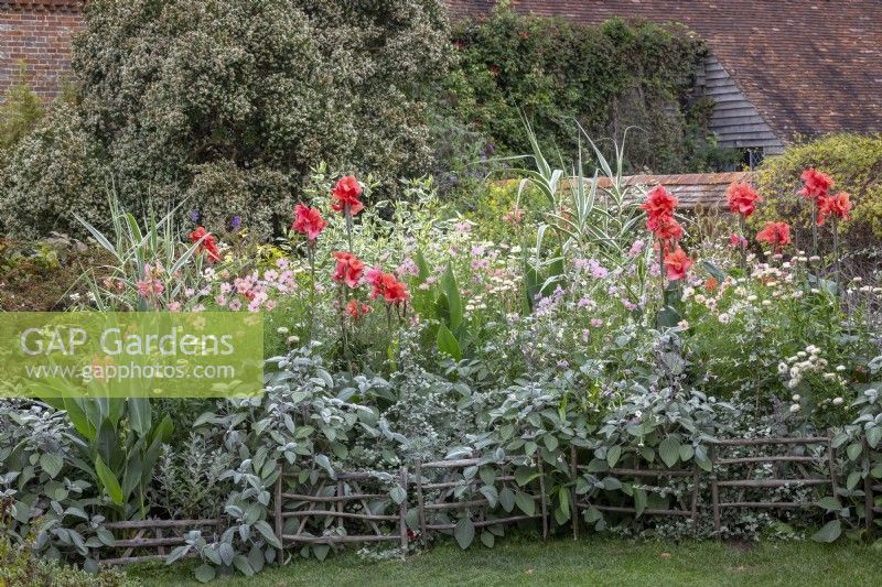 Solar garden bedding at Great Dixter with Canna 'Louis Cayeux' AGM, Canna 'Erebus', Plectranthus argentatus, Helichrysum petiolare, Nicotiana mutabilis and Cosmos bipinnatus 'Apricotta'. Chestnut hurdle fence at front of border