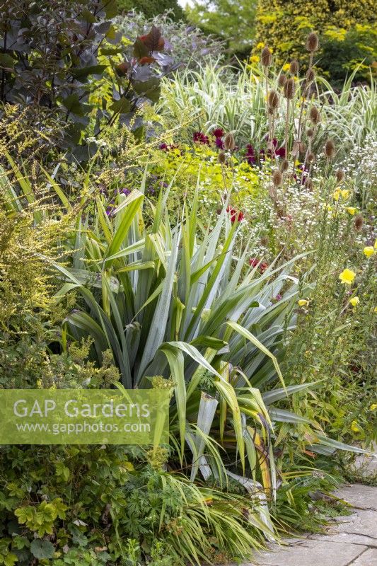 Astelia chathamica syn A.nervosa var. chathamica Silver Spear with Lonicera nitida 'Baggesen's Gold', Oenothera biennis - evening primrose - and teasels in the Long Border at Great Dixter