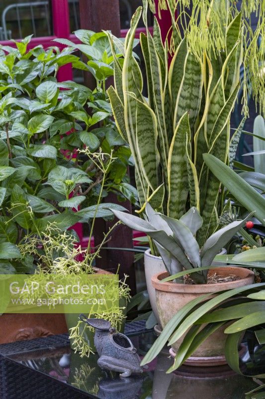 A display of pots on an outdoor glass topped table, featuring a variegated Sanseveria.