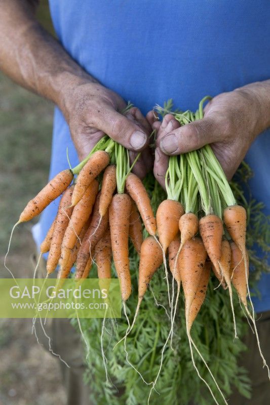 Carrot 'Speedo' and'Cascade'
