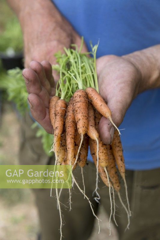 Carrot 'Mignon'
