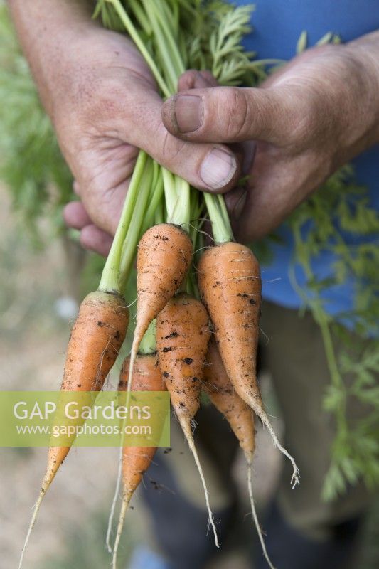 Carrot 'Royal Chantenay 3'
