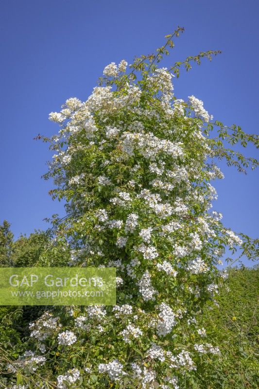 Rosa filipes 'Kiftsgate' growing over an old tree stump