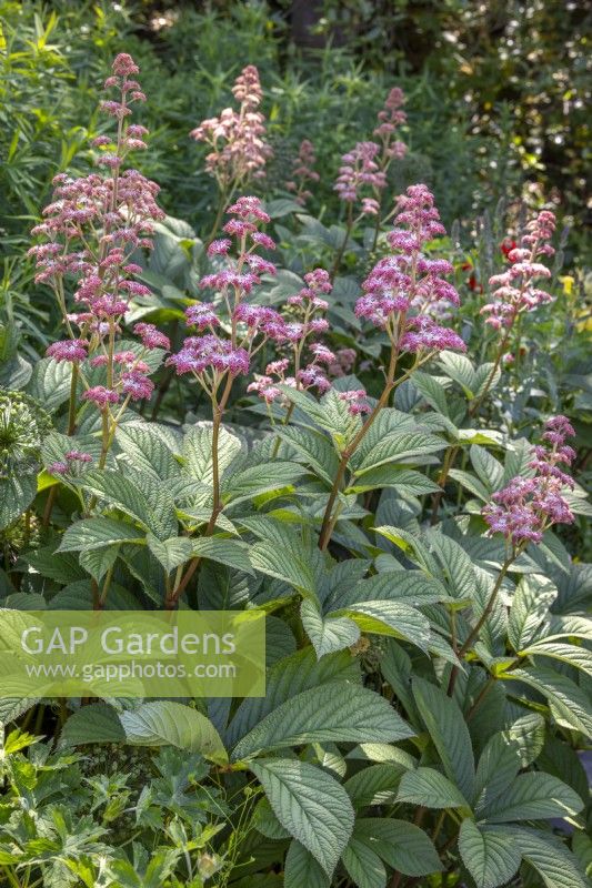 Rodgersia pinnata 'Maurice Mason'