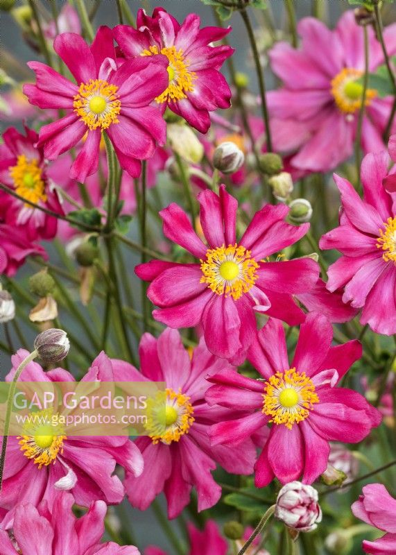 Anemone hupehensis Prinz Heinrich, autumn September